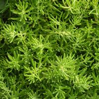 Gold Mound Sedum