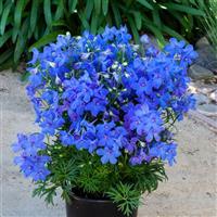 Delphinium Hunky Dory Blue