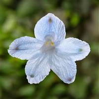Delphinium Hunky Dory Sky Blue