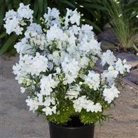 Delphinium Hunky Dory White