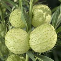 Hairy Balls Gomphocarpus