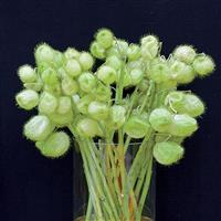 Hairy Balls Gomphocarpus