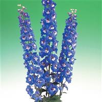 Aurora Blue Delphinium