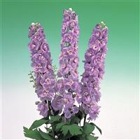 Aurora Lavender Delphinium