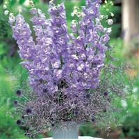 Aurora Lavender Delphinium