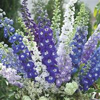 Aurora Mix Delphinium