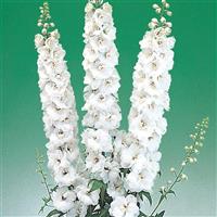 Aurora White Delphinium