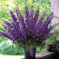 Aurora Deep Purple Delphinium