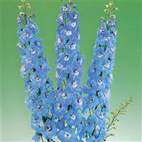 Aurora Light Blue Delphinium