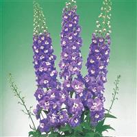 Aurora Light Purple Delphinium