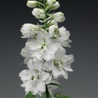 Delphinium Excalibur Pure White