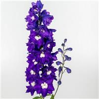 Delphinium Excalibur Dark Blue White Bee