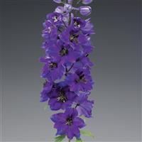 Delphinium Excalibur Dark Blue Black Bee