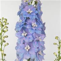 Delphinium Excalibur Light Blue White Bee