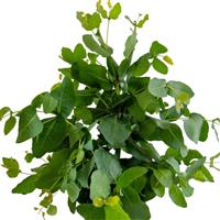 Albany Eucalyptus