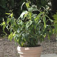 Lemon Bush Eucalyptus