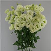 Esprit 1 Green Lisianthus