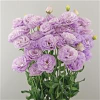 Grace 1 Lavender Lisianthus