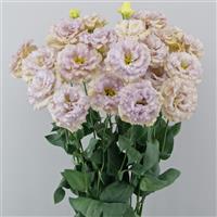 Blue Chateau Lisianthus