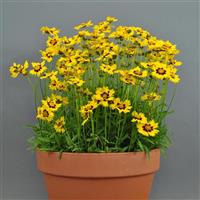 Coreopsis SunKiss