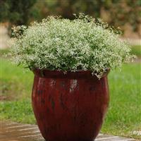 Glitz Euphorbia