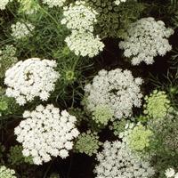 Green Mist Ammi visnaga