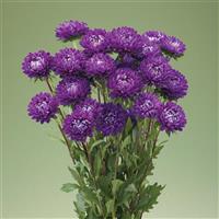 Optimo Deep Purple Cut Flower Aster