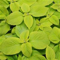 Lime Delight Coleus, Premium Sun