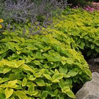Lime Delight Coleus, Premium Sun