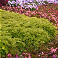 Lime Delight Coleus, Premium Sun