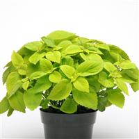 Lime Delight Coleus, Premium Sun