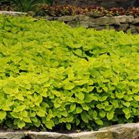 Lime Delight Coleus, Premium Sun