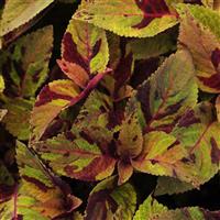 Mighty Mosaic Coleus, Premium Sun