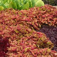 Mighty Mosaic Coleus, Premium Sun