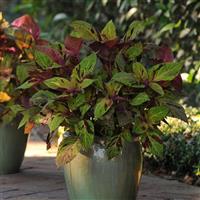 Mighty Mosaic Coleus, Premium Sun