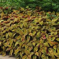Mighty Mosaic Coleus, Premium Sun