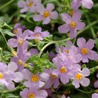 Blutopia<sup>®</sup> Bacopa