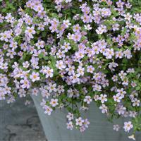 Blutopia<sup>®</sup> Bacopa