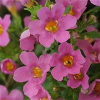 Pinktopia Bacopa