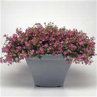 Pinktopia Bacopa