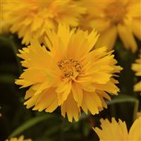 Coreopsis Double the Sun