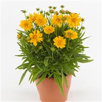 Coreopsis Double the Sun