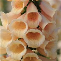 Digitalis Dalmatian Peach