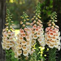 Digitalis Dalmatian Peach