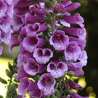 Digitalis Dalmatian Purple
