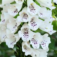 Digitalis Dalmatian White
