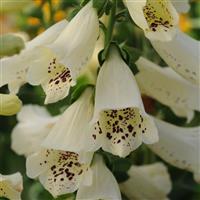Digitalis Dalmatian Crème