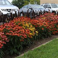 Echinacea Cheyenne Spirit