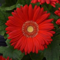 Mega Revolution™ Scarlet Red with Light Eye Gerbera