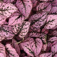 Splash Select™ Pink Hypoestes